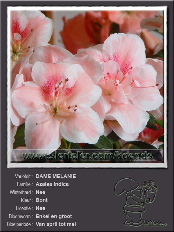 Azalea Indica   DAME MELANIE