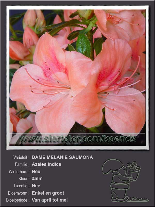 Azalea Indica   DAME MELANIE SAUMONA