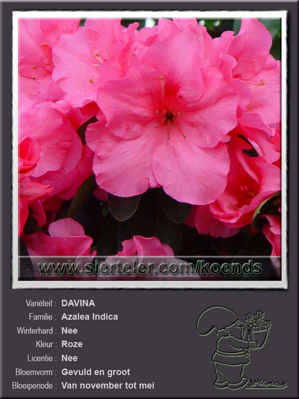 Azalea Indica   DAVINA