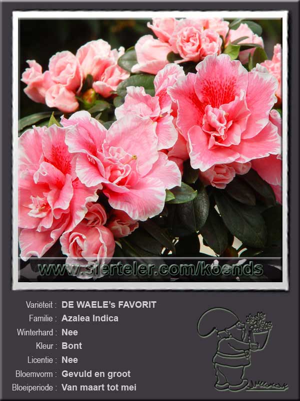 Azalea Indica   DE WAELE's FAVORIT