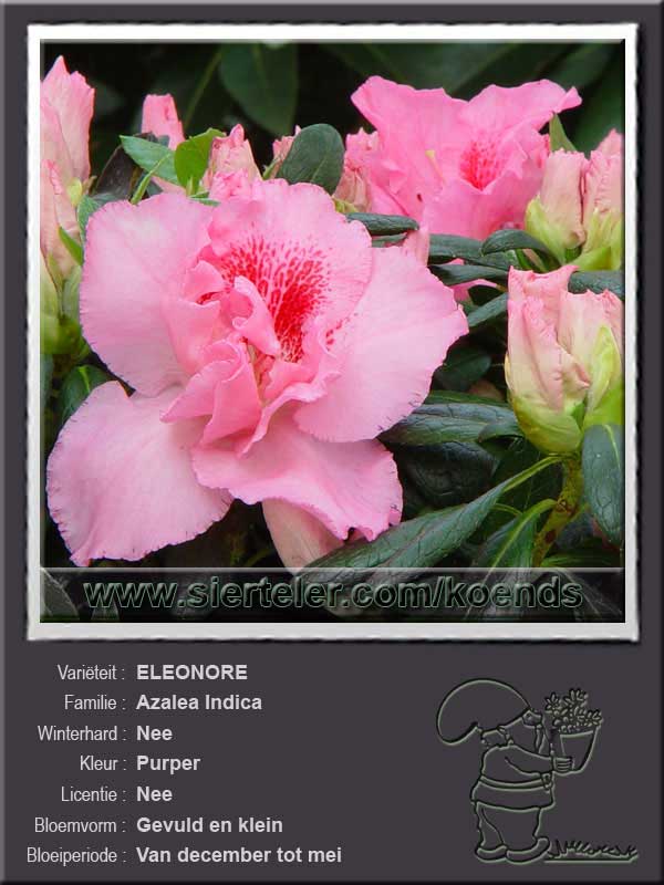 Azalea Indica   ELEONORE
