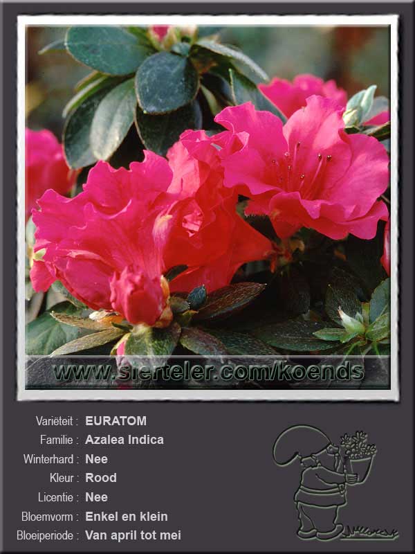 Azalea Indica   EURATOM