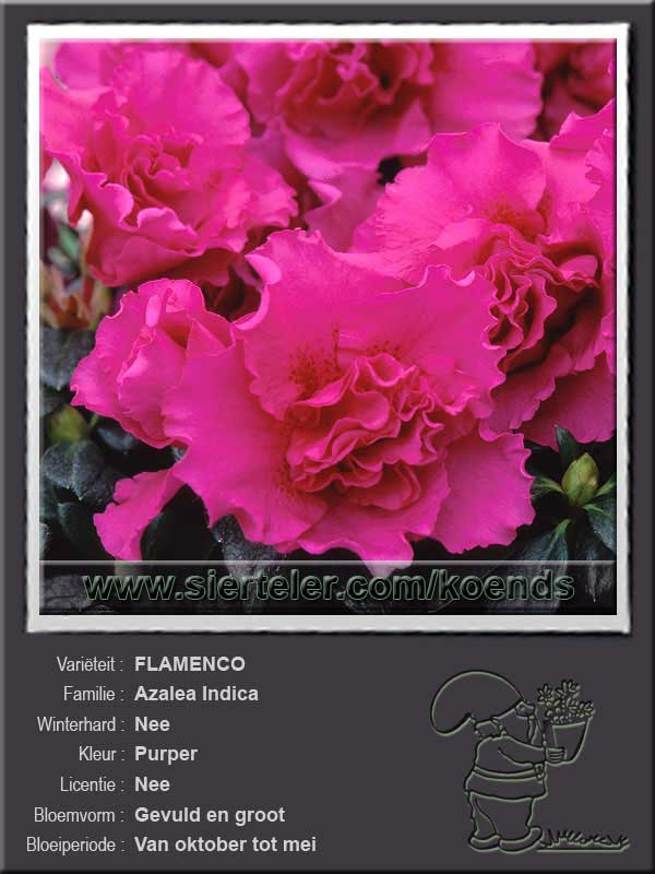 Azalea Indica   FLAMENCO