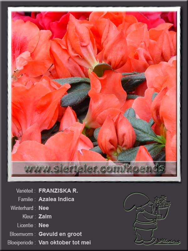 Azalea Indica   FRANZISKA R.
