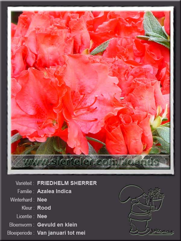 Azalea Indica   FRIEDHELM SHERRER
