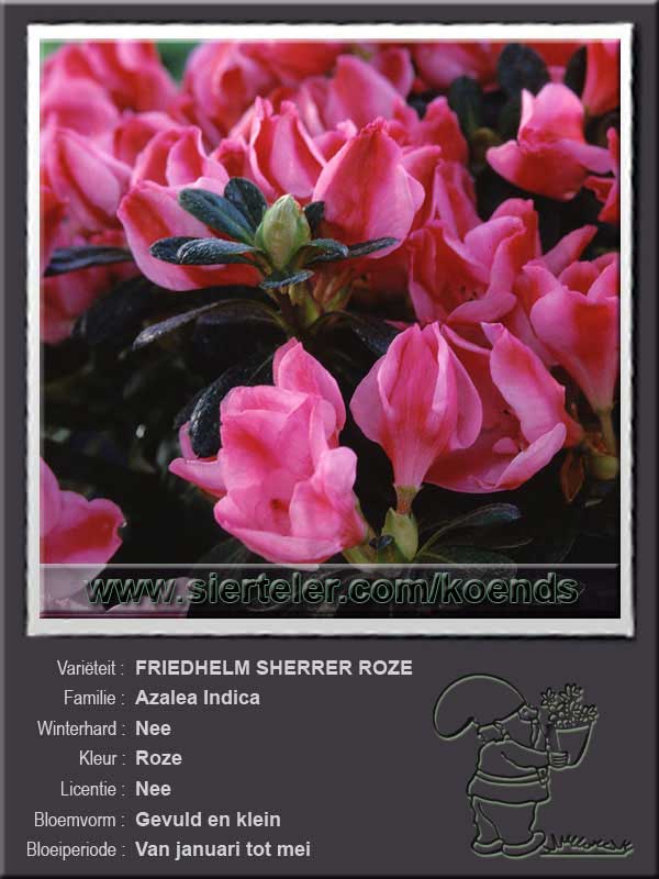 Azalea Indica   FRIEDHELM SHERRER ROZE