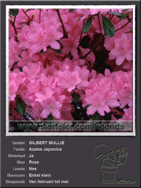 Azalea Japonica   GILBERT MULLIE