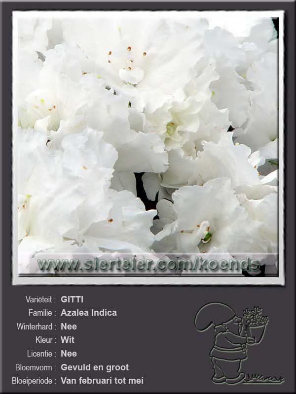 Azalea Indica   GITTI