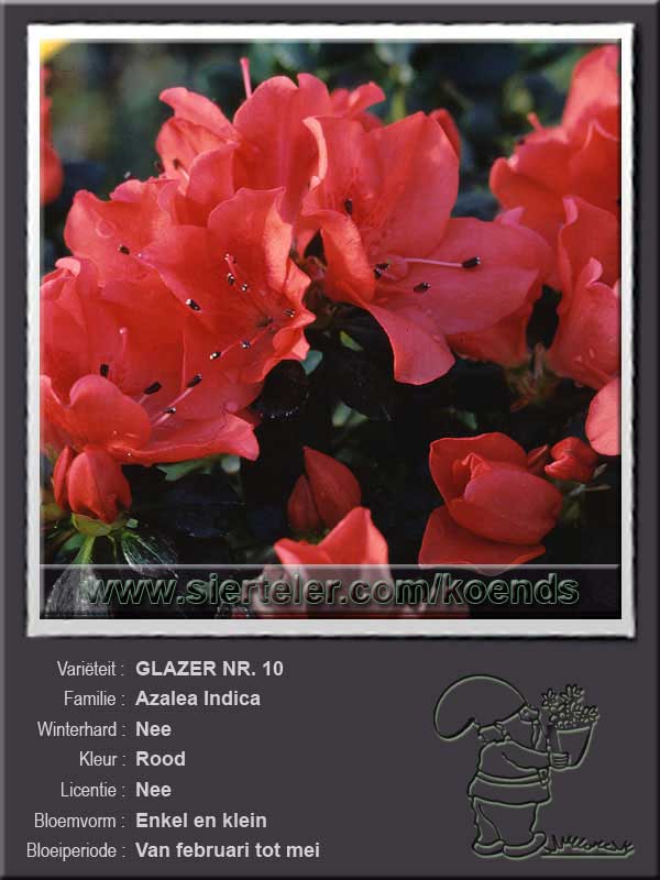 Azalea Indica   GLAZER NR. 10