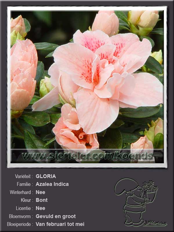 Azalea Indica   GLORIA