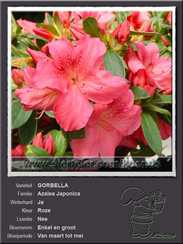 Azalea Japonica   GORBELLA