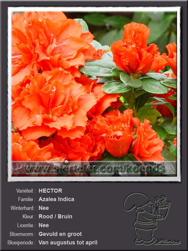 Azalea Indica   HECTOR