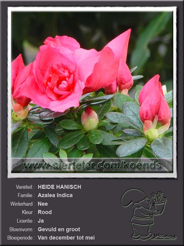 Azalea Indica   HEIDE HANISCH