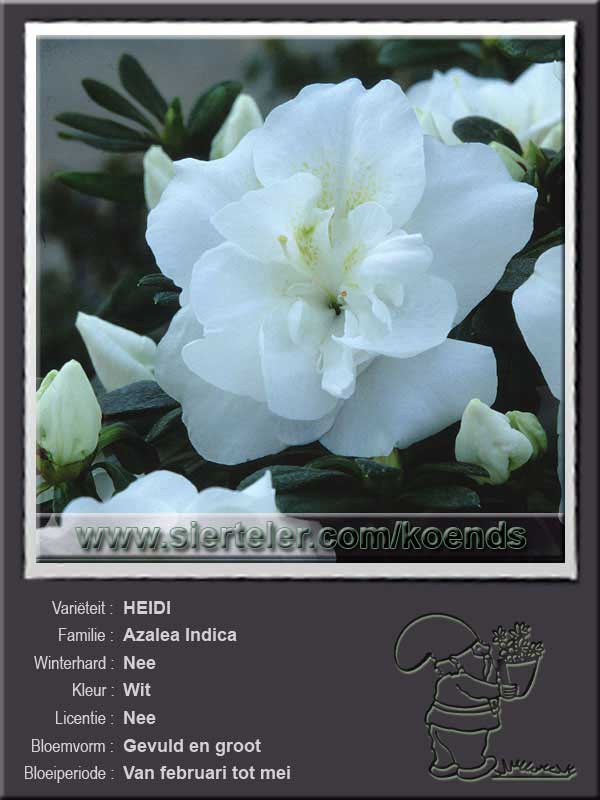 Azalea Indica   HEIDI