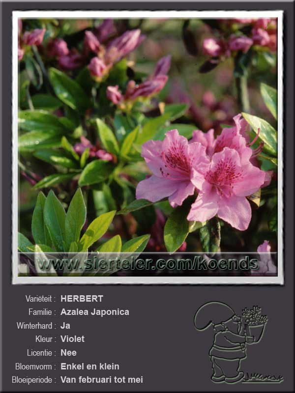 Azalea Japonica   HERBERT