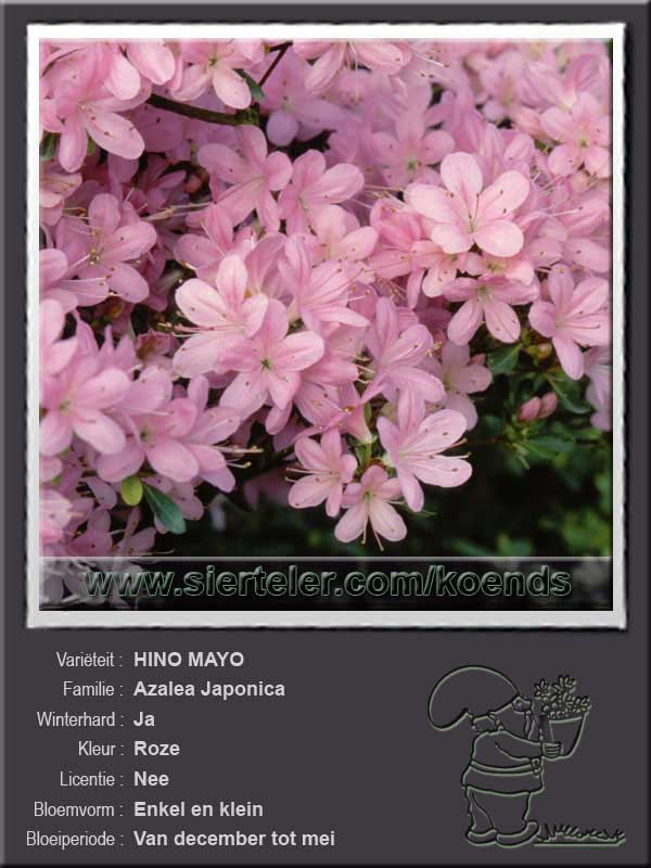 Azalea Japonica   HINO MAYO