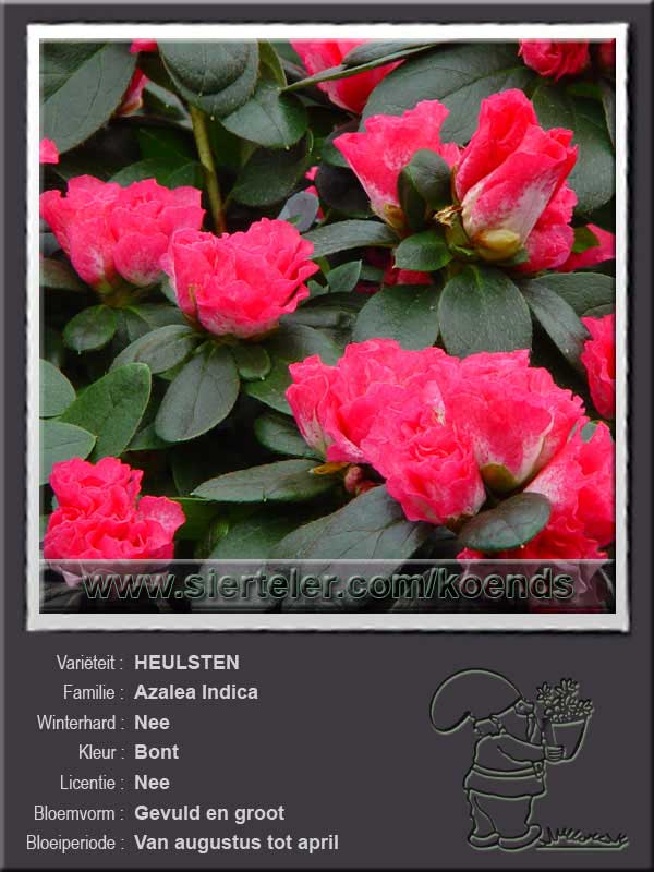 Azalea Indica   HEULSTEN