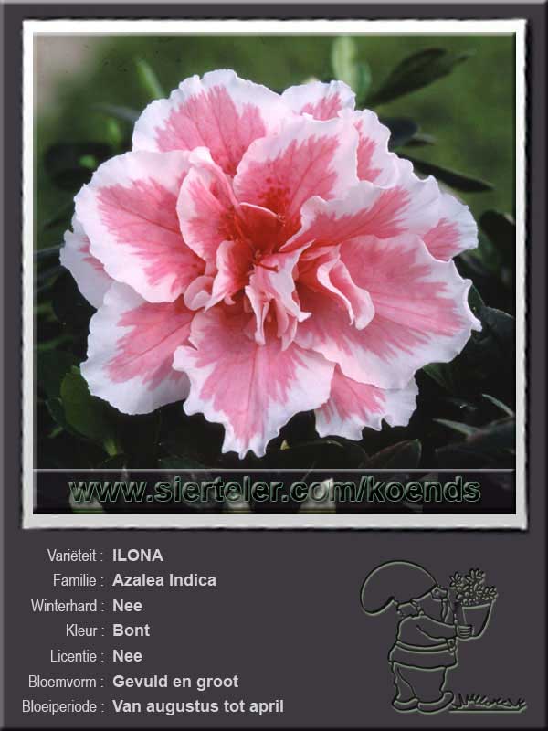 Azalea Indica   ILONA