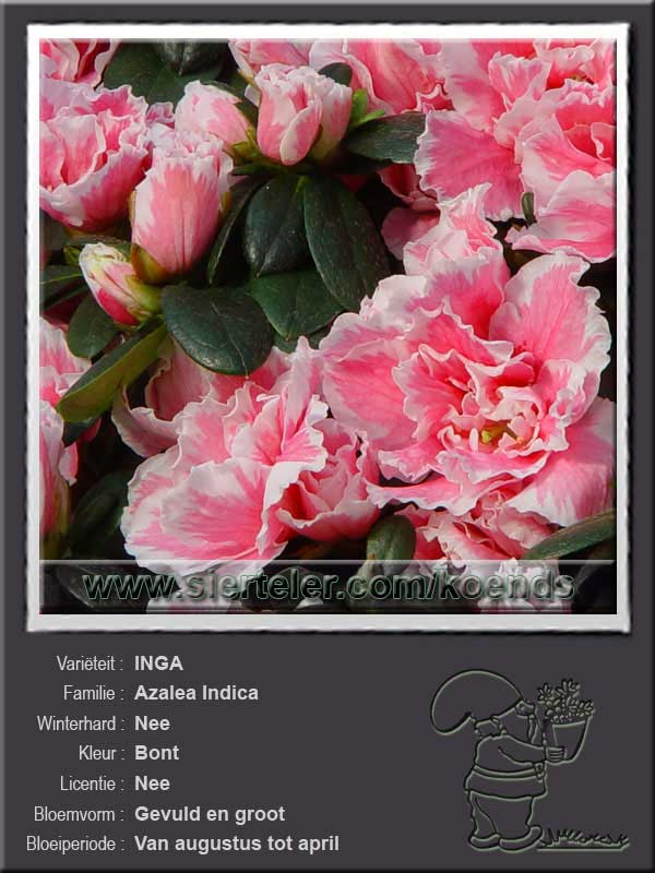 Azalea Indica   INGA