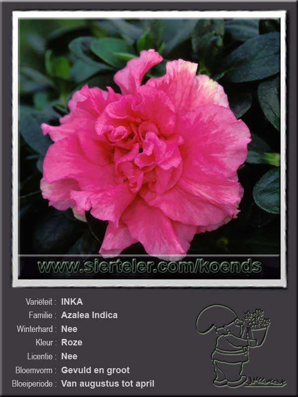 Azalea Indica   INKA