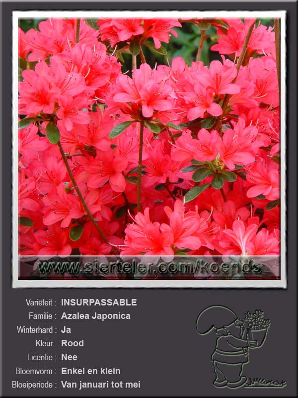 Azalea Japonica   INSURPASSABLE