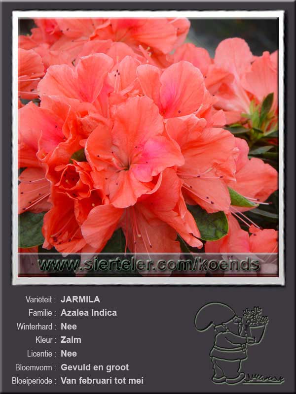 Azalea Indica   JARMILA