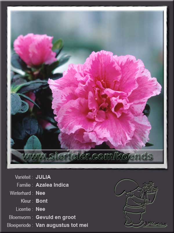 Azalea Indica   JULIA