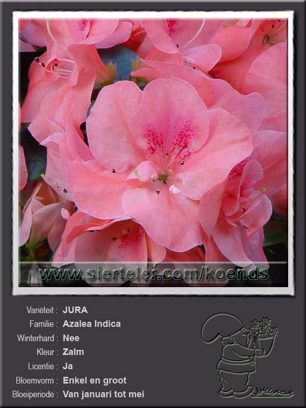 Azalea Indica   JURA