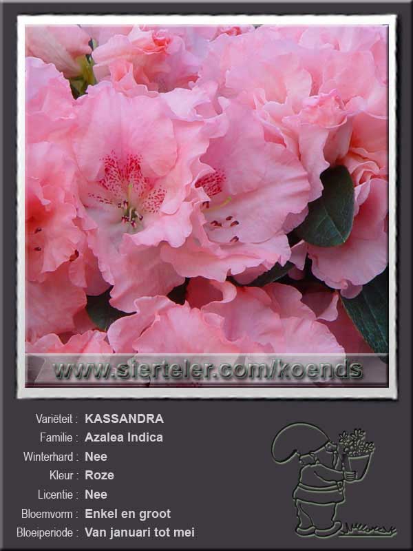 Azalea Indica   KASSANDRA