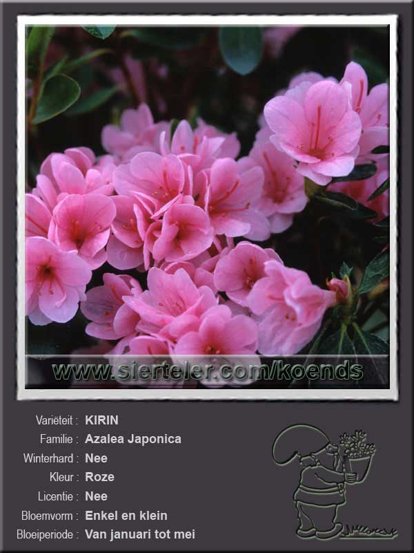 Azalea Japonica   KIRIN