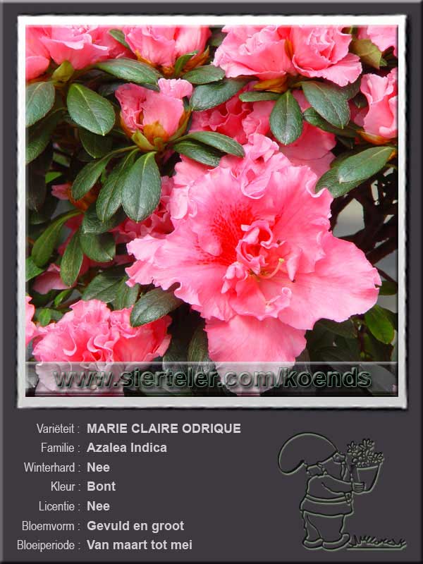 Azalea Indica   MARIE CLAIRE ODRIQUE