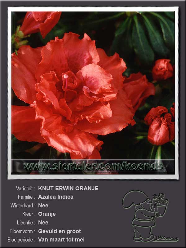 Azalea Indica   KNUT ERWIN ORANJE