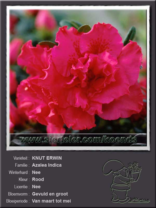 Azalea Indica   KNUT ERWIN ORANJE