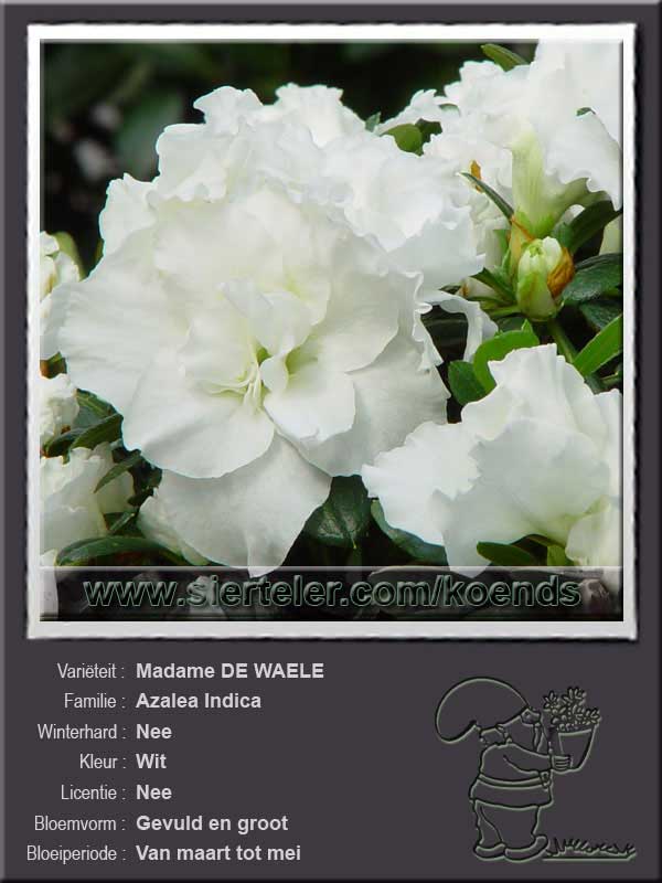 Azalea Indica   Madame DE WAELE