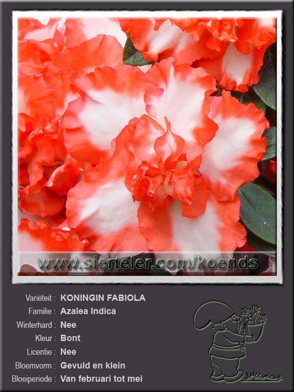 Azalea Indica   KONINGIN FABIOLA