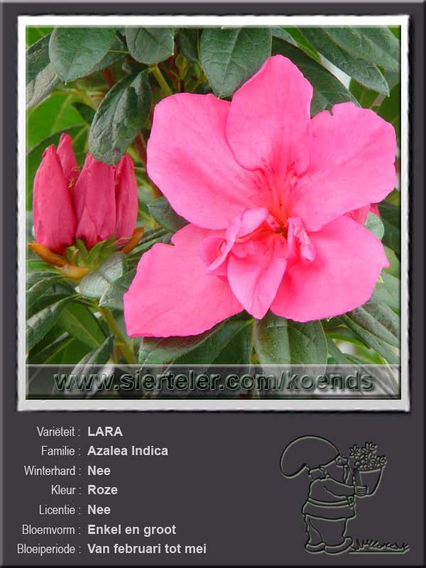 Azalea Indica   LARA