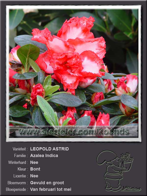 Azalea Indica   LEOPOLD ASTRID