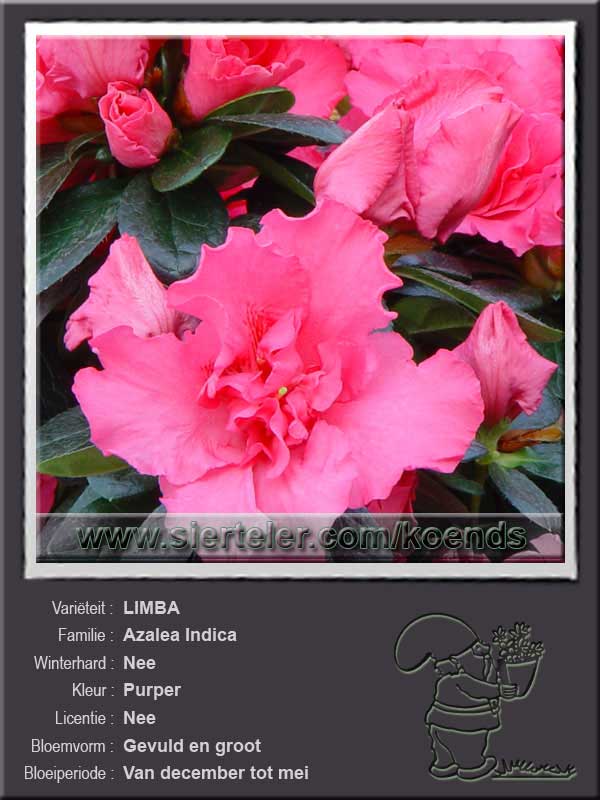 Azalea Indica   LIMBA