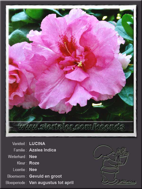 Azalea Indica   LUCINA