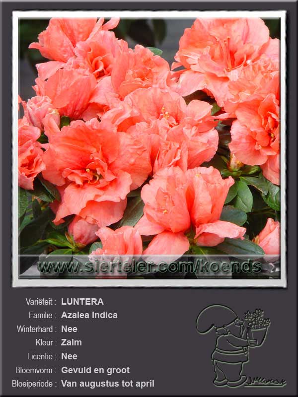 Azalea Indica   LUNTERA