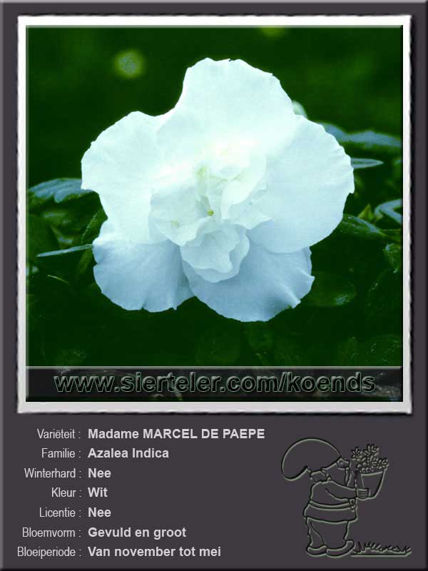 Azalea Indica   Madame MARCEL DE PAEPE