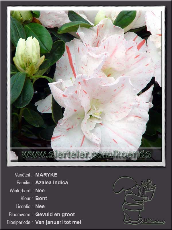 Azalea Indica   MARYKE