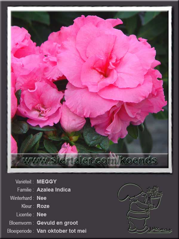Azalea Indica   MEGGY
