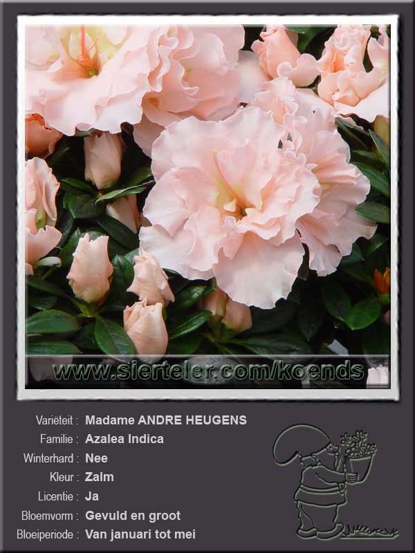 Azalea Indica   Madame ANDRE HEUGENS