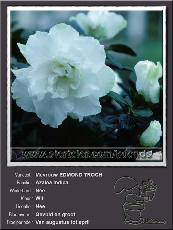 Azalea Indica   Mevrouw EDMOND TROCH