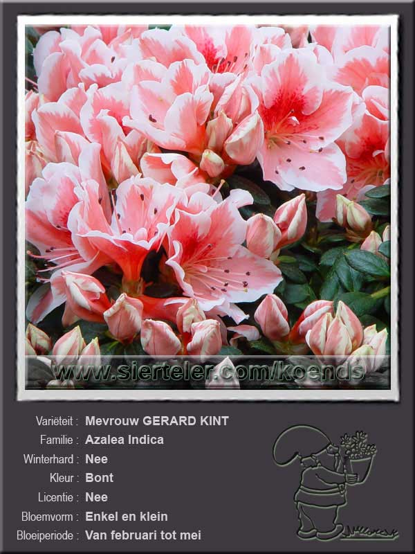 Azalea Indica   Mevrouw GERARD KINT