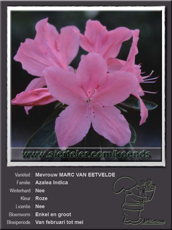 Azalea Indica   Mevrouw MARC VAN EETVELDE