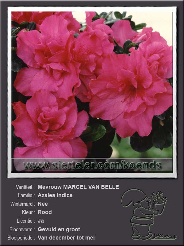 Azalea Indica   Mevrouw MARCEL VAN BELLE