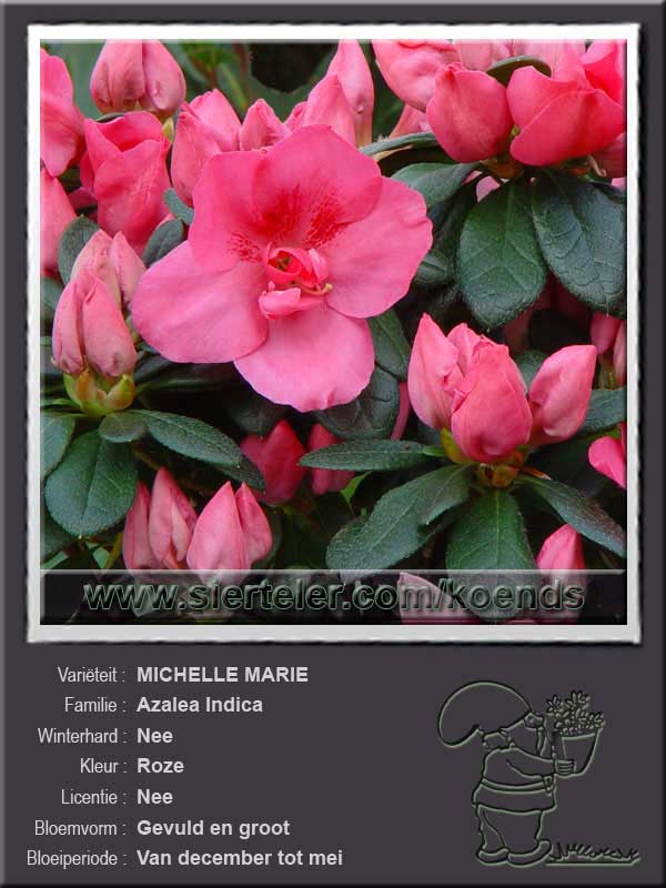 Azalea Indica   MICHELLE MARIE