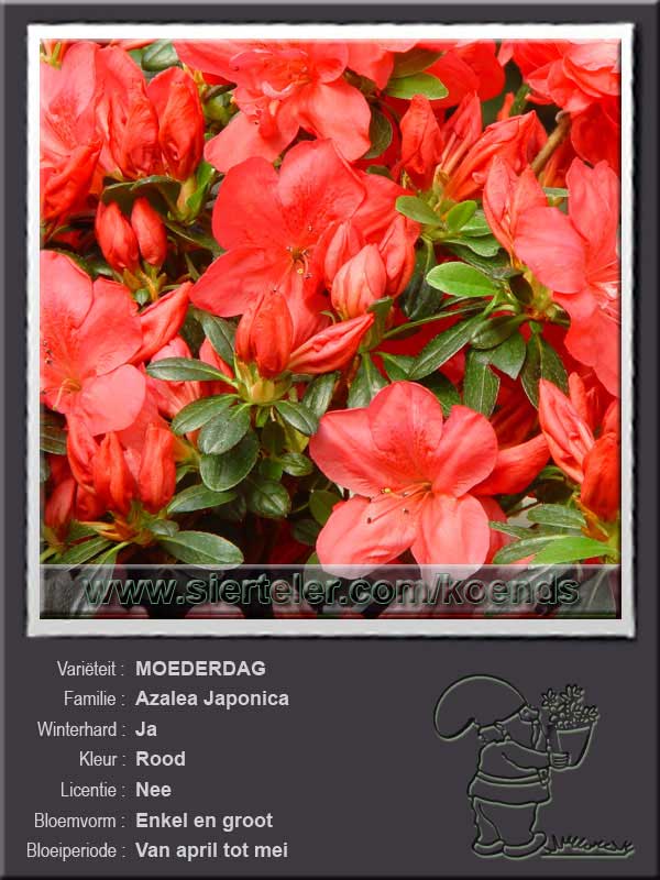Azalea Japonica   MOEDERDAG